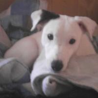 Gysmo - Jack Russell Terrier (Jack Russell d'Australie)  - Mâle