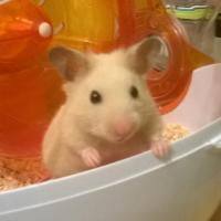 Kracotte - Hamster  - Femelle