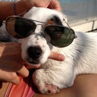 Izzy - Jack Russell Terrier (Jack Russell d'Australie)  - Femelle stérilisée