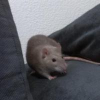 Reynie - Rat  - Femelle