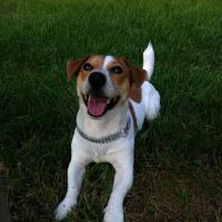 Gucci - Jack Russell Terrier (Jack Russell d'Australie)  - Mâle