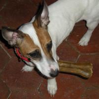 Tania - Jack Russell Terrier (Jack Russell d'Australie)  - Femelle stérilisée