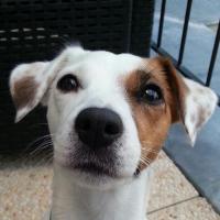 Gouache - Jack Russell Terrier (Jack Russell d'Australie)  - Femelle
