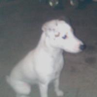 Gaia - Jack Russell Terrier (Jack Russell d'Australie)  - Femelle