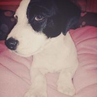 Kiara - Jack Russell Terrier (Jack Russell d'Australie)  - Femelle