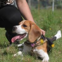 Java - Beagle  - Femelle