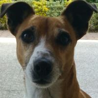 Icare - Jack Russell Terrier (Jack Russell d'Australie)  - Mâle