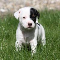 Sparo - Parson Russell Terrier  - Mâle