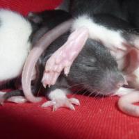Bébés de dixie - Rat  - Inconnu