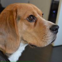 Biggy - Beagle  - Mâle