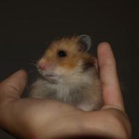 Pika - Hamster  - Femelle