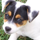 Cannelle - Jack Russell Terrier (Jack Russell d'Australie)  - Femelle