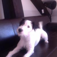 Gaffer - Jack Russell Terrier (Jack Russell d'Australie)  - Mâle