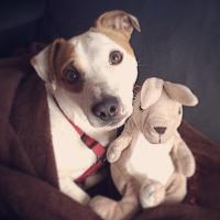 Diego - Jack Russell Terrier (Jack Russell d'Australie)  - Mâle