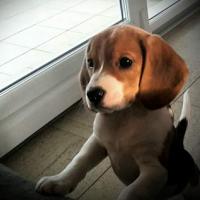 Lola - Beagle  - Femelle