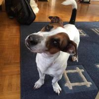 Freud - Jack Russell Terrier (Jack Russell d'Australie)  - Mâle