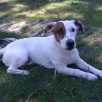 Declic - Jack Russell Terrier (Jack Russell d'Australie)  - Mâle