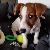 Lily - Jack Russell Terrier (Jack Russell d'Australie)  - Femelle
