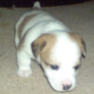Laska - Jack Russell Terrier (Jack Russell d'Australie)  - Femelle