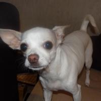 Nala - Chihuahua (Chihuahueño)  - Femelle stérilisée