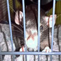 June - Rat  - Femelle