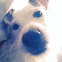 Gibson - Jack Russell Terrier (Jack Russell d'Australie)  - Mâle