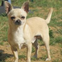 Archie - Chihuahua (Chihuahueño)  - Mâle