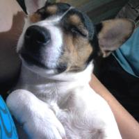 Keensy - Jack Russell Terrier (Jack Russell d'Australie)  - Femelle stérilisée