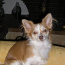 Ugo - Chihuahua (Chihuahueño)  - Mâle castré