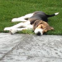 Elfie - Beagle  - Femelle