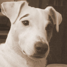 Abou - Jack Russell Terrier (Jack Russell d'Australie)  - Mâle