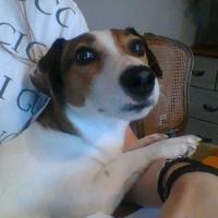 Tobby - Jack Russell Terrier (Jack Russell d'Australie)  - Mâle