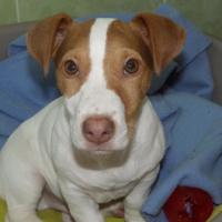 Luigi - Jack Russell Terrier (Jack Russell d'Australie)  - Mâle