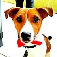 Légo - Jack Russell Terrier (Jack Russell d'Australie)  - Mâle