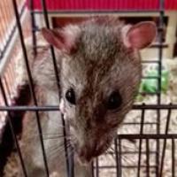 Banshee - Rat  - Femelle