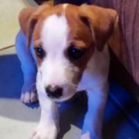Lucky - Jack Russell Terrier (Jack Russell d'Australie)  - Mâle