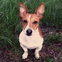 Sid - Jack Russell Terrier (Jack Russell d'Australie)  - Mâle