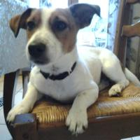 Kim - Jack Russell Terrier (Jack Russell d'Australie)  - Femelle