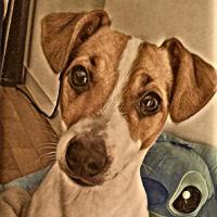 Lilo - Jack Russell Terrier (Jack Russell d'Australie)  - Femelle