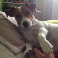 Isie - Jack Russell Terrier (Jack Russell d'Australie)  - Femelle stérilisée