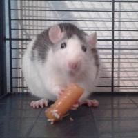 Marie - Rat  - Femelle