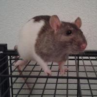 Curie - Rat  - Femelle