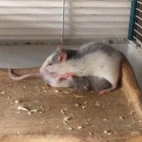 Gribouillette et arween - Rat  - Femelle