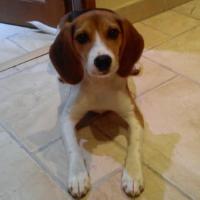 Maya - Beagle  - Femelle