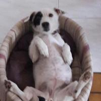 Gucci - Jack Russell Terrier (Jack Russell d'Australie)  - Femelle stérilisée
