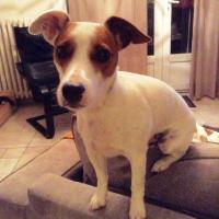 Idefix - Jack Russell Terrier (Jack Russell d'Australie)  - Mâle castré