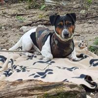 Flash - Jack Russell Terrier (Jack Russell d'Australie)  - Mâle