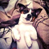 Peps - Jack Russell Terrier (Jack Russell d'Australie)  - Mâle