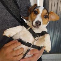 Tag - Jack Russell Terrier (Jack Russell d'Australie)  - Mâle castré