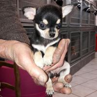 Gypsy - Chihuahua (Chihuahueño)  - Femelle